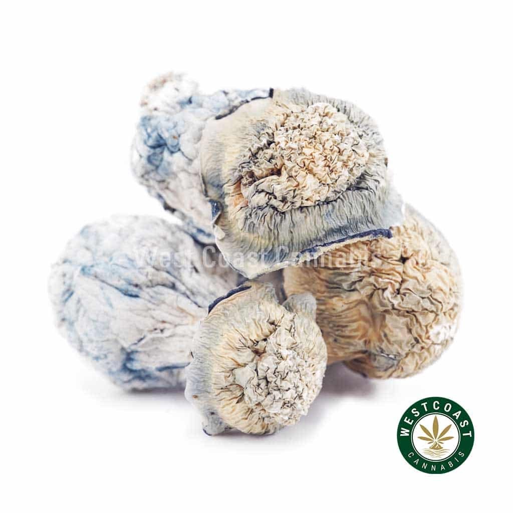 West Coast Cannabis Shrooms – Blue Ghost
