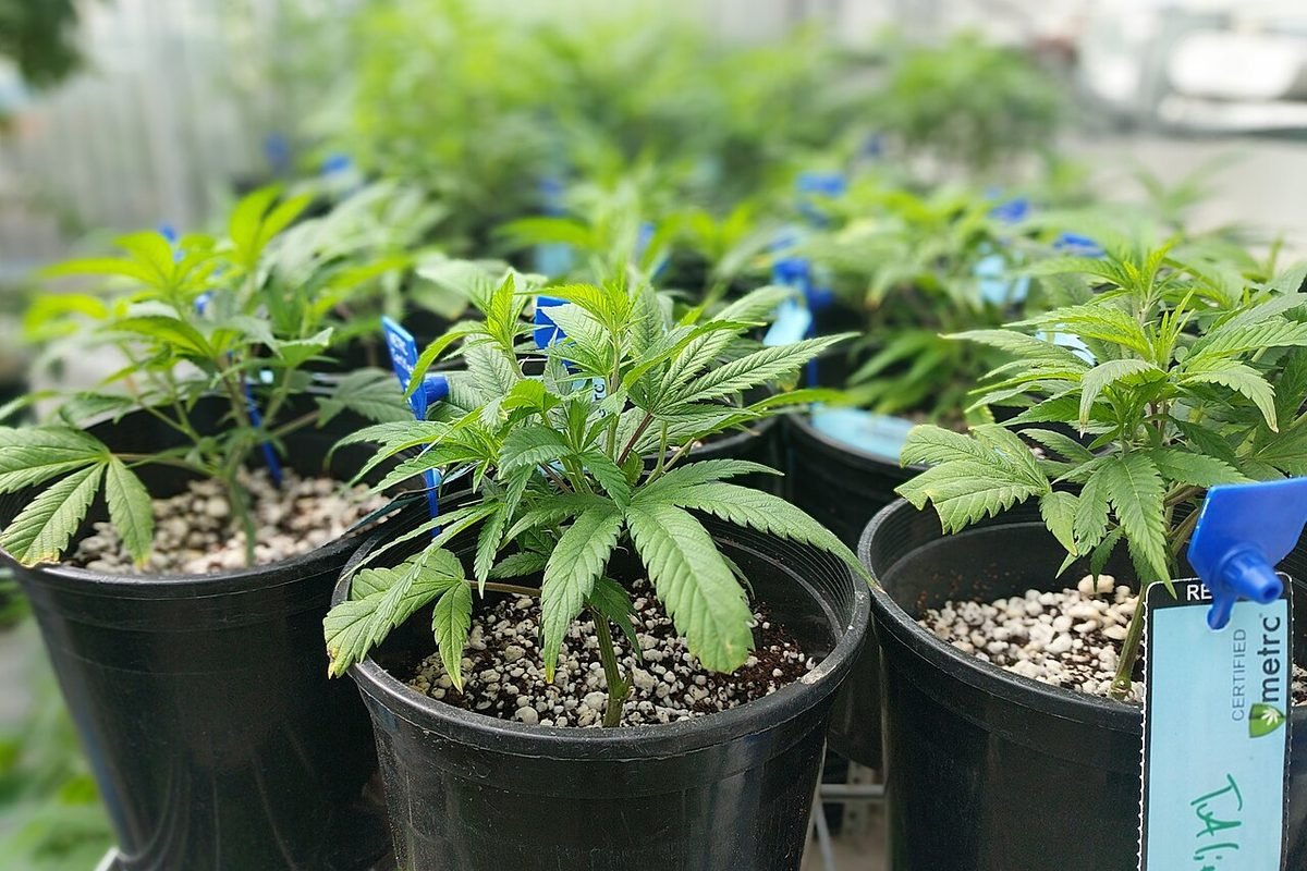 Young cannabis plant