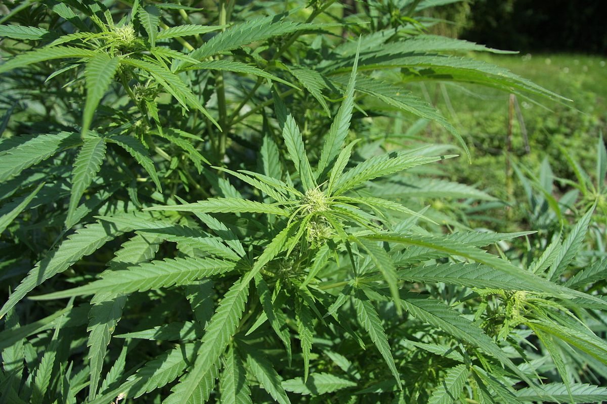 Cannabis sativa plant in flower
