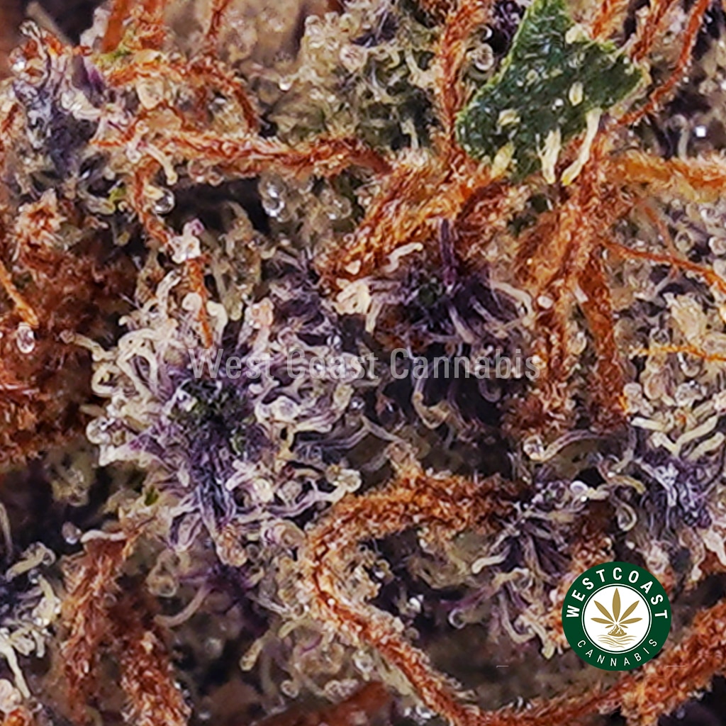 Bacio Gelato AAAA+