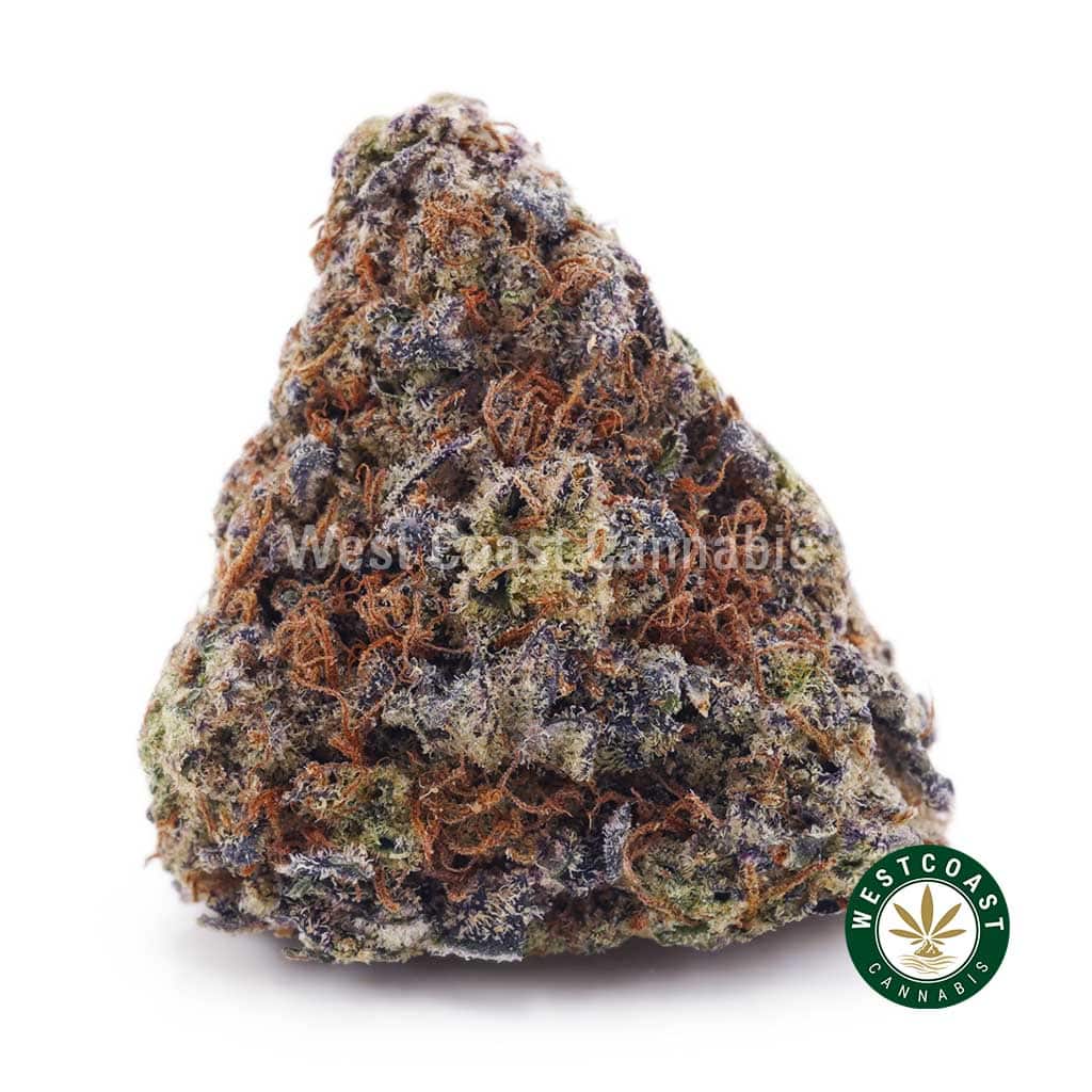 Bacio Gelato AAAA+