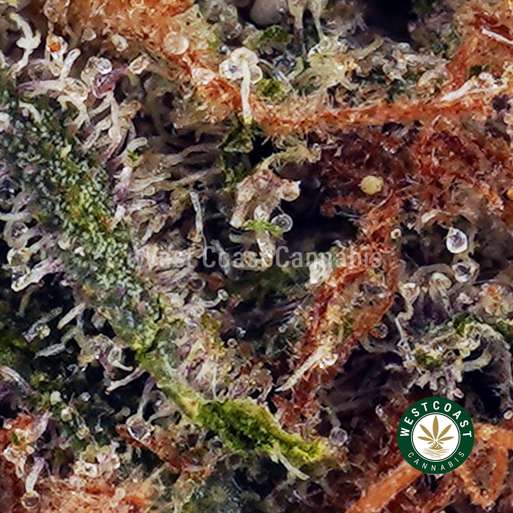 Columbian Gold AA