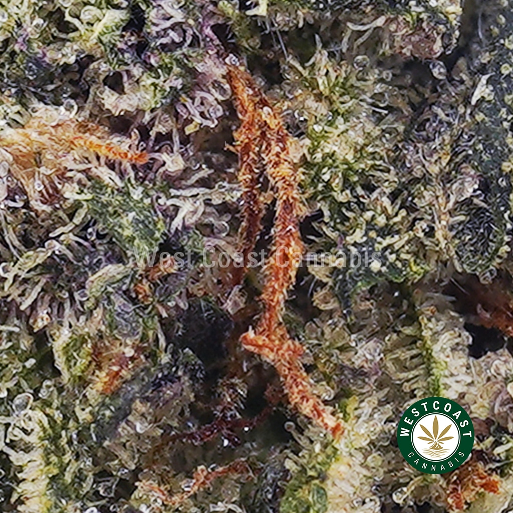 Gorilla Breath AAAA (Popcorn Nugs)
