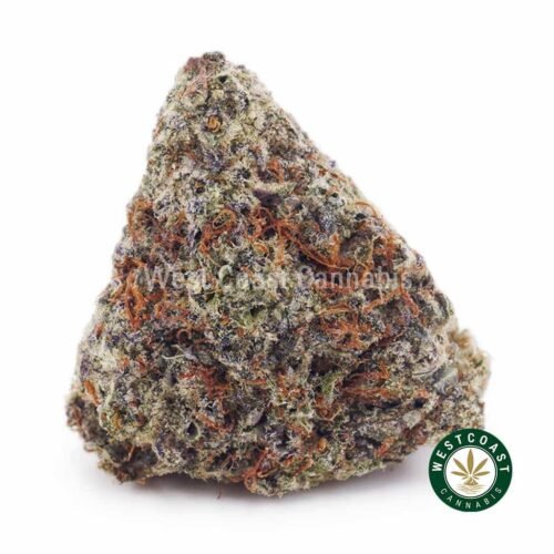 Hindu Kush AA