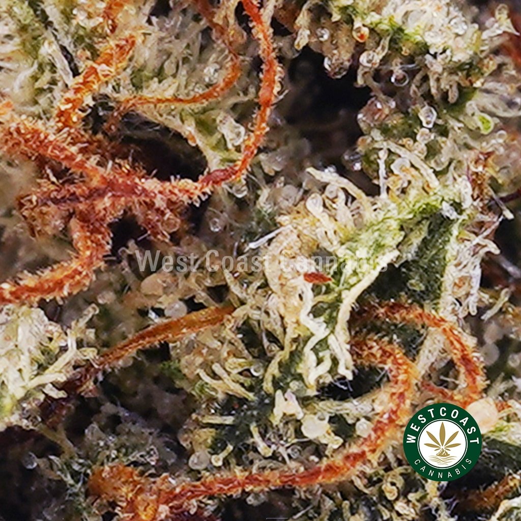 Island Maui Haze AA