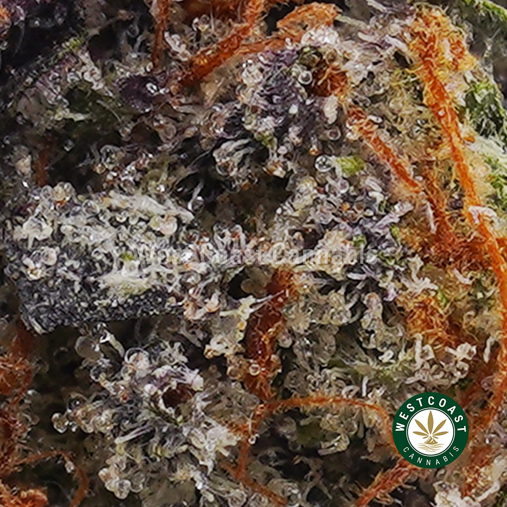 Island Pink Kush AAAA+