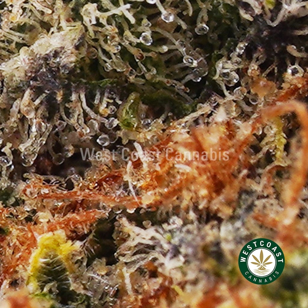 Island Sweet Skunk AAAA