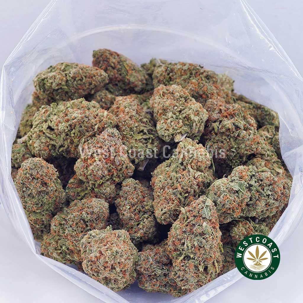 Island Sweet Skunk AAAA