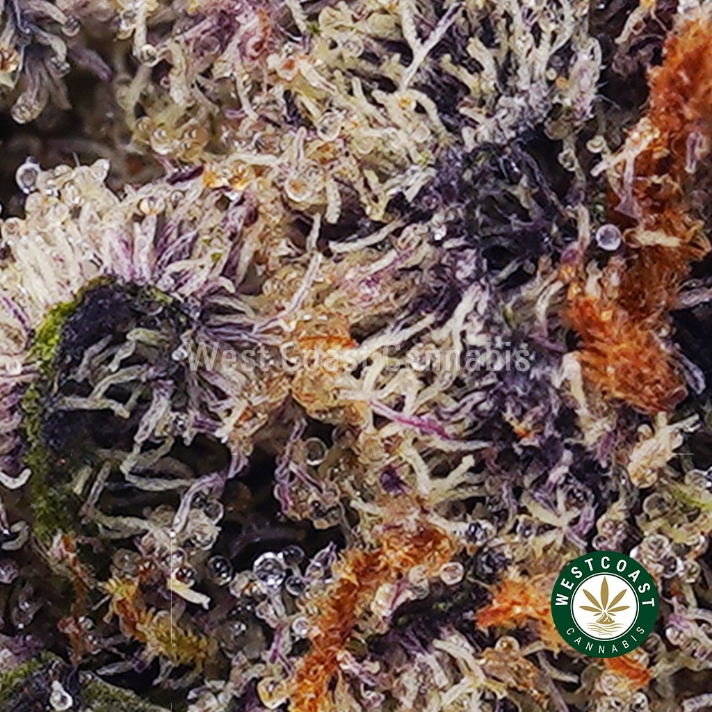 Kosher Kush AAA