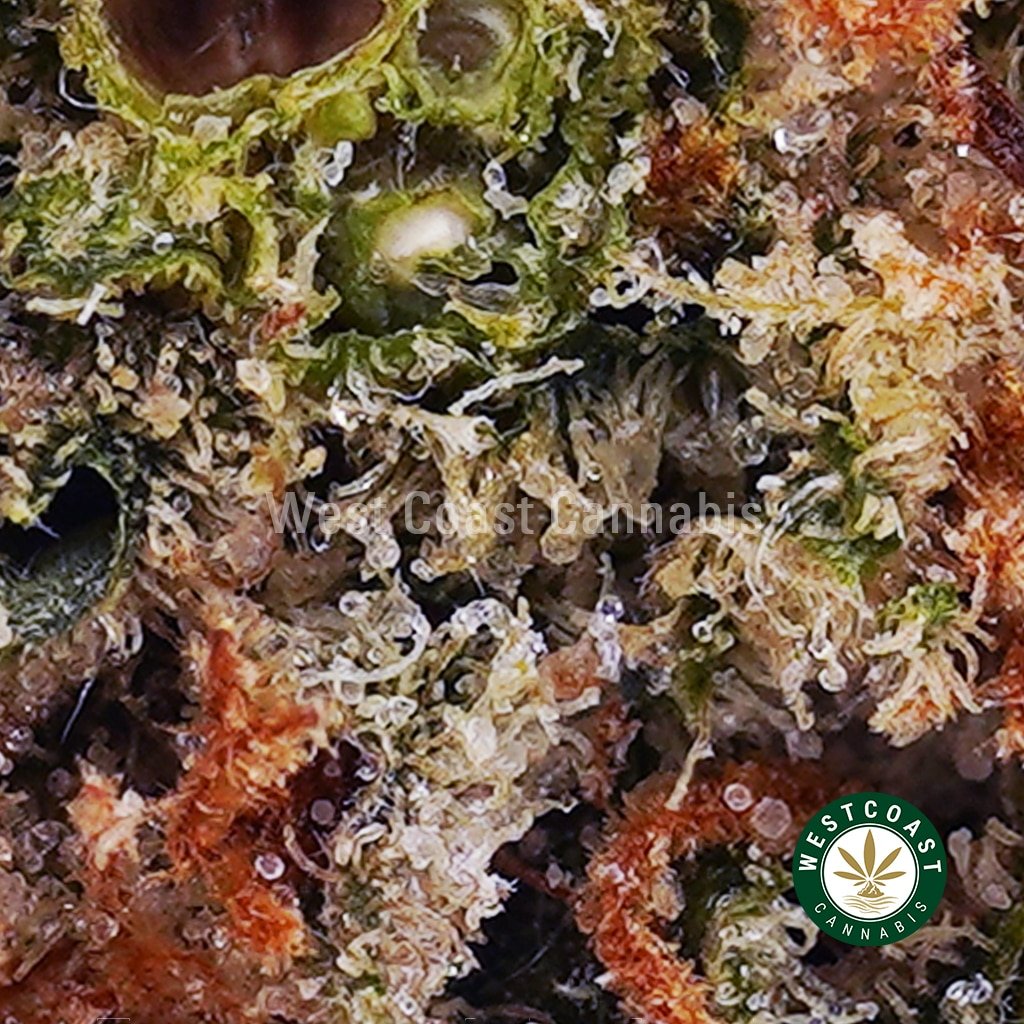 Mendo Punch AA