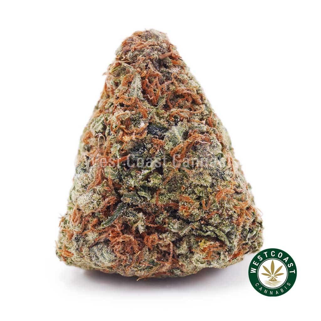 Mendo Punch AA
