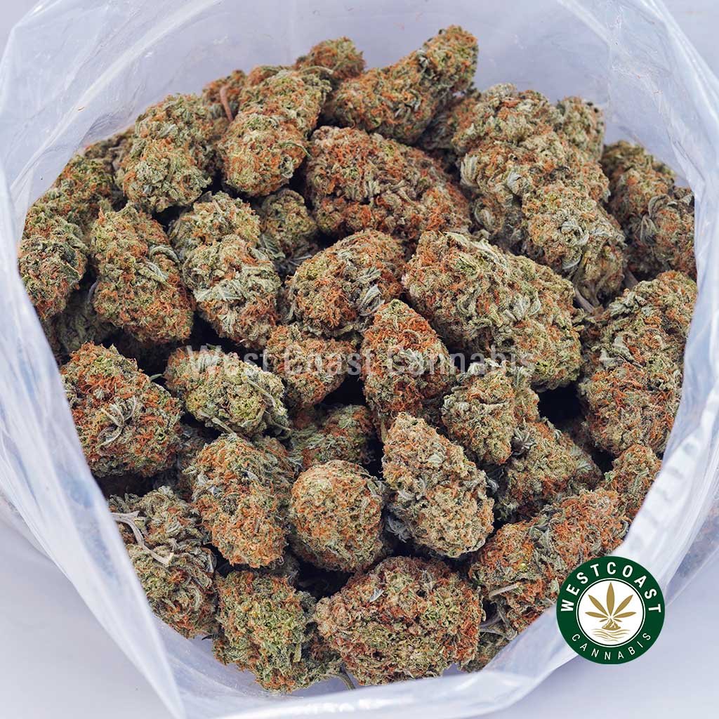 Mendo Punch AA