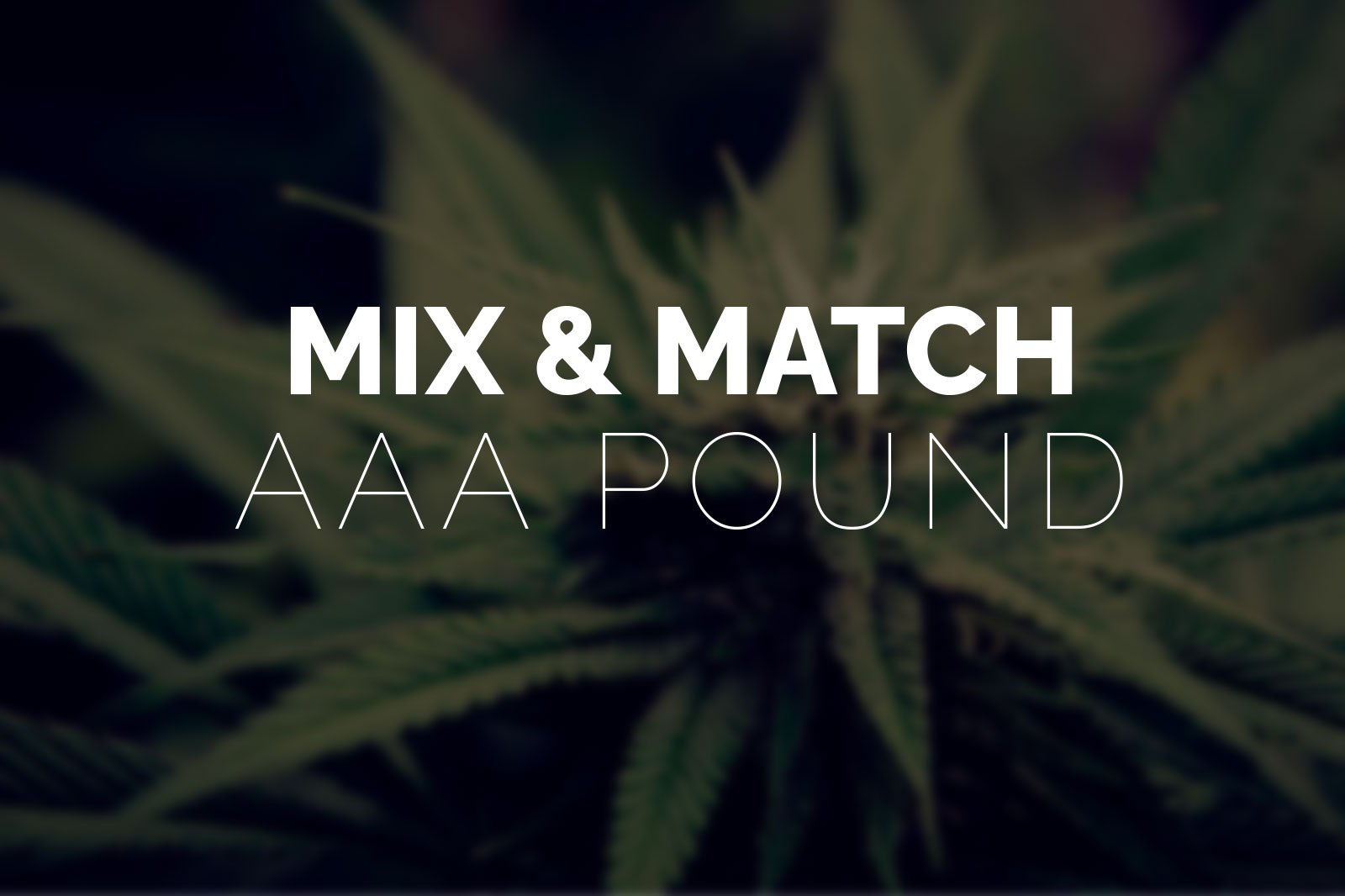 Multi Pack – Pound AAA Strains – 4 x Quarter Pound