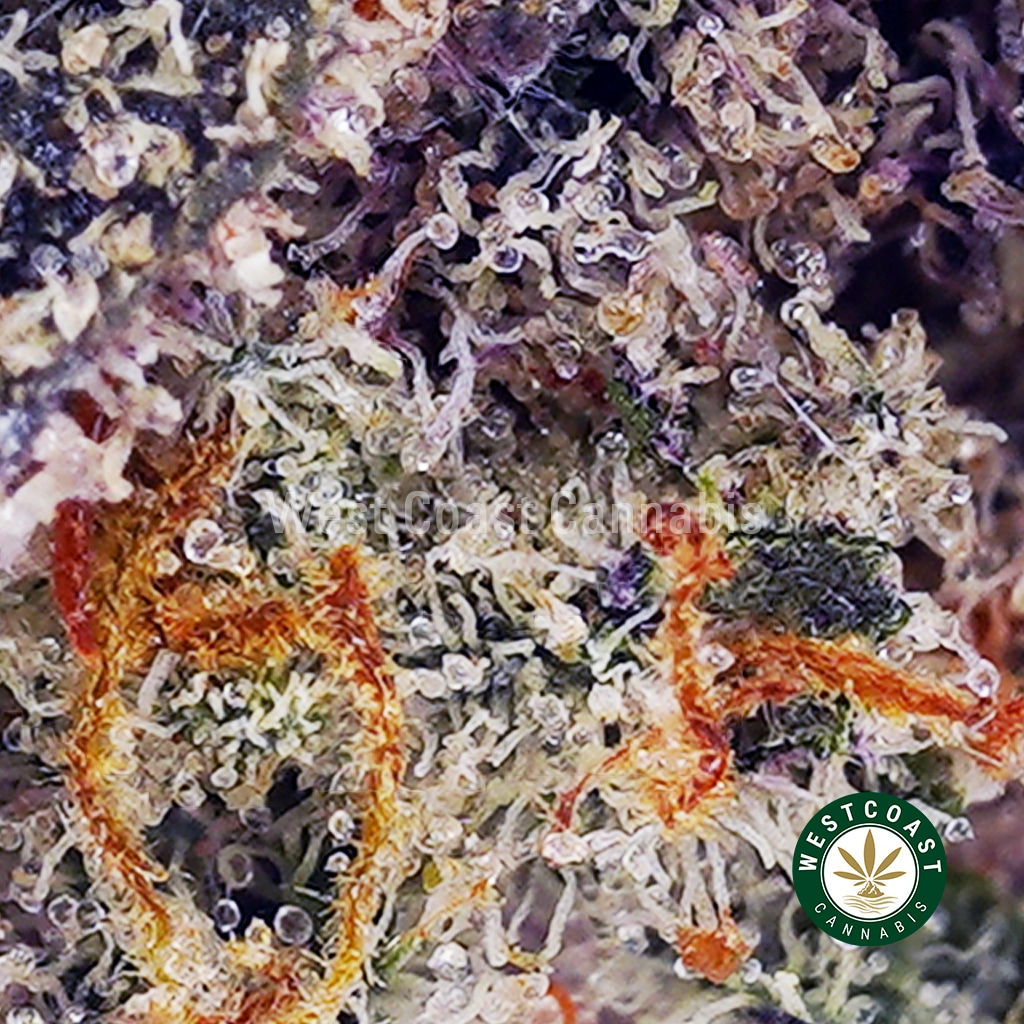 Purple Kush AAAA