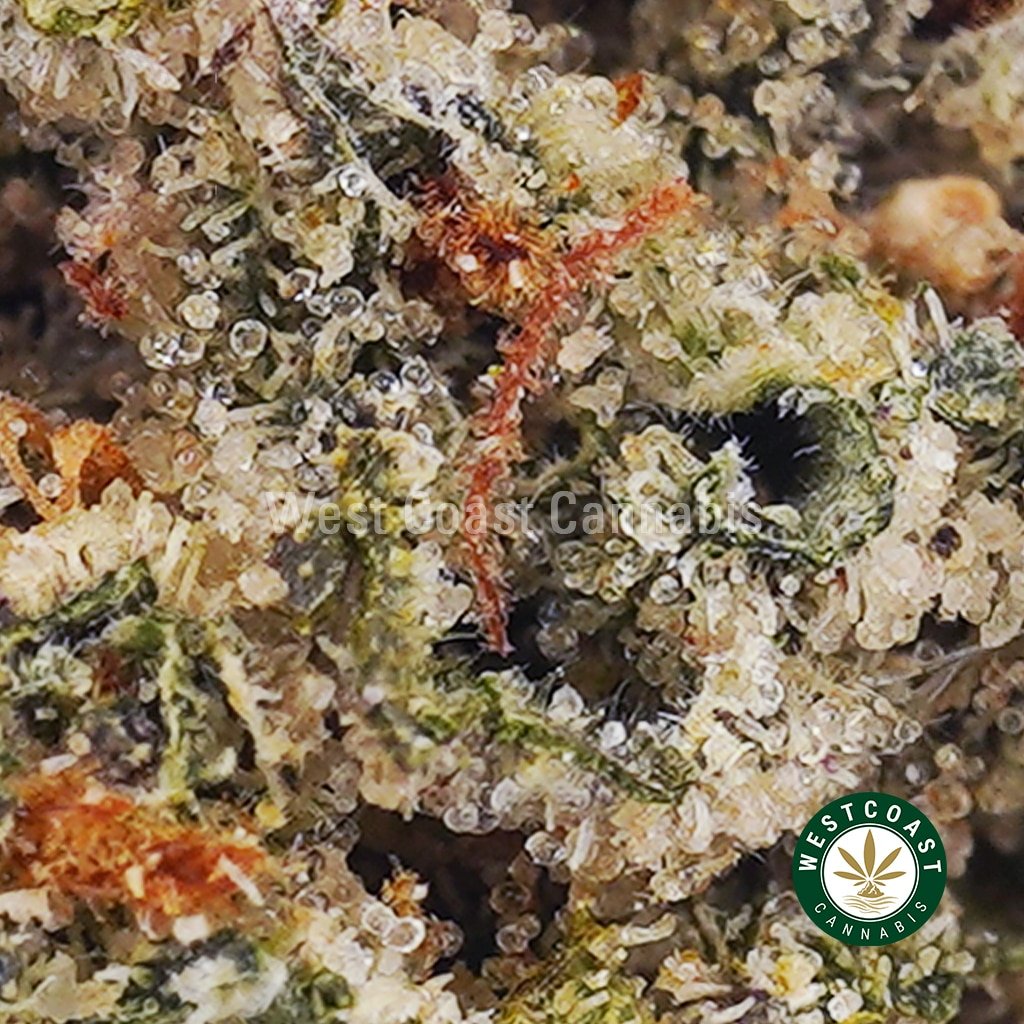 Purple Urkle AAAA (Popcorn Nugs)