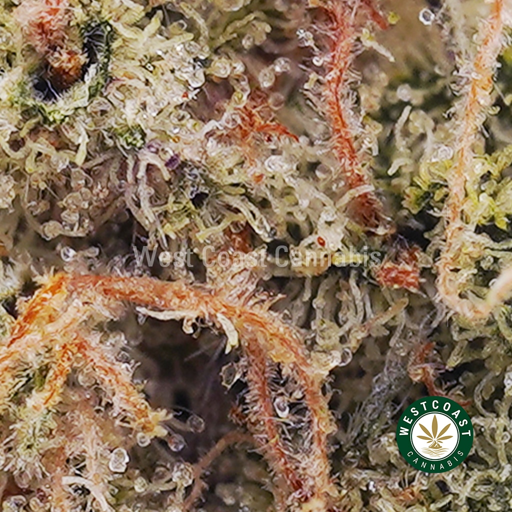 Russian Cream AAAA (Popcorn Nugs)