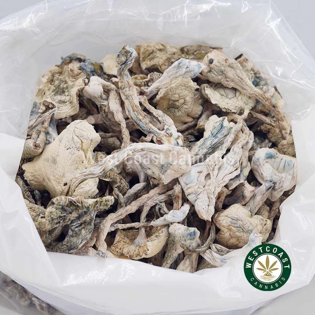Shrooms – Albino Extra Terrestrial