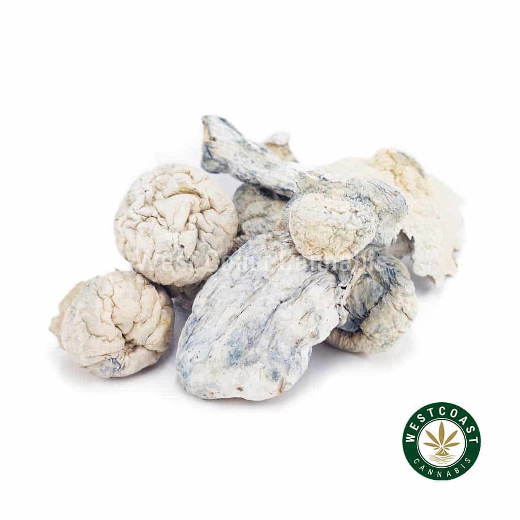 Shrooms – Albino Makilla