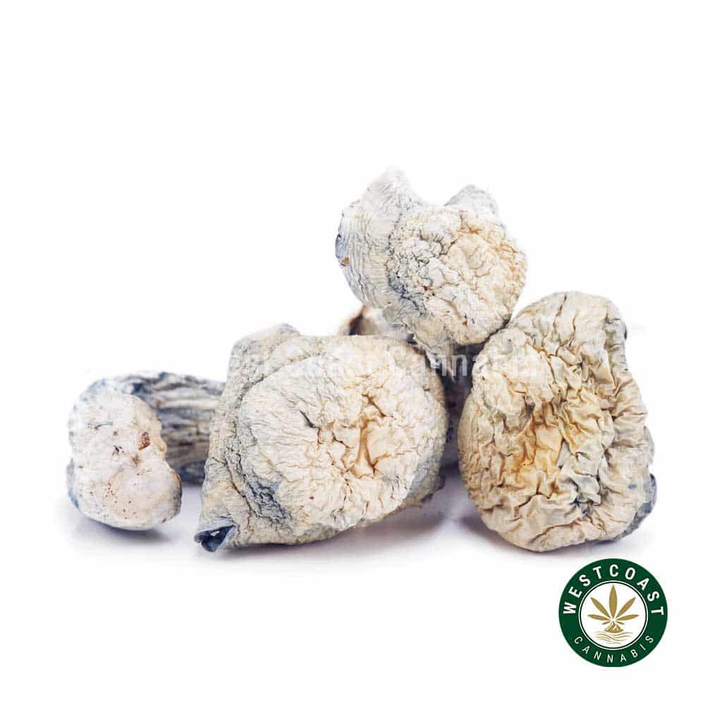 Shrooms – Albino Makilla