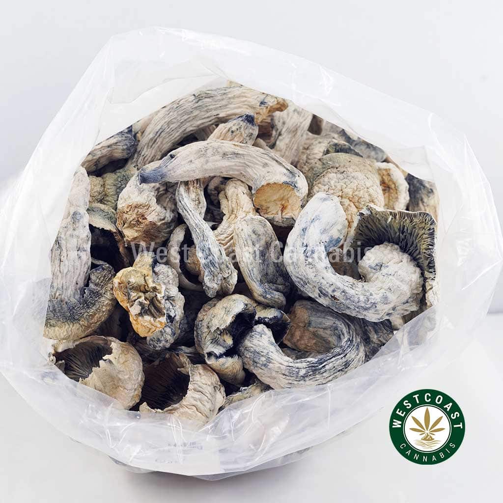 Shrooms – Albino Makilla