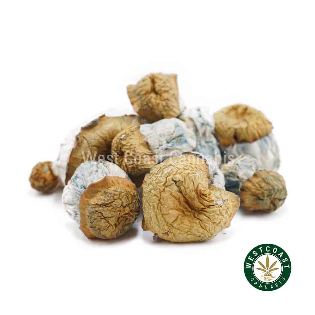 Shrooms – Avalanche