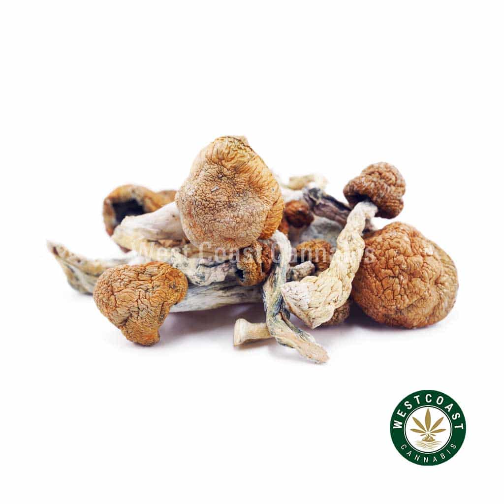 Shrooms – Blue Meanie