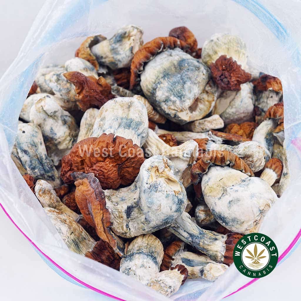 Shrooms – Bluey Vuitton