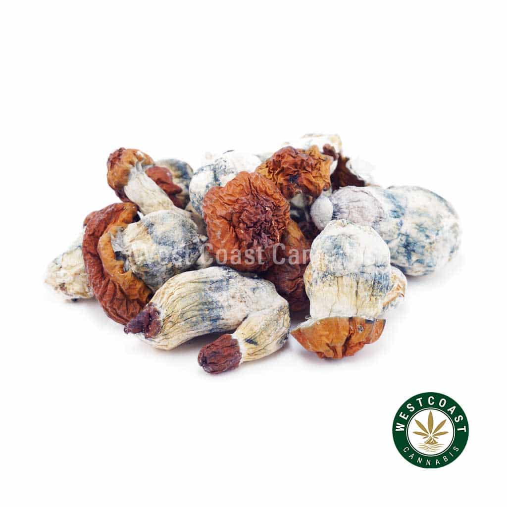 Shrooms – Bluey Vuitton