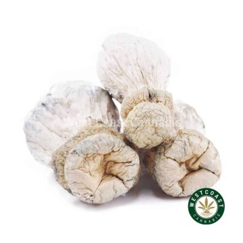 Shrooms – Leucistic SV 13