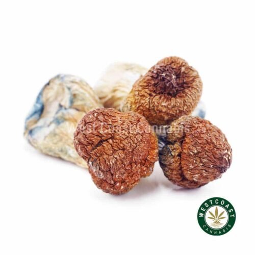 Shrooms – Makilla Gorilla