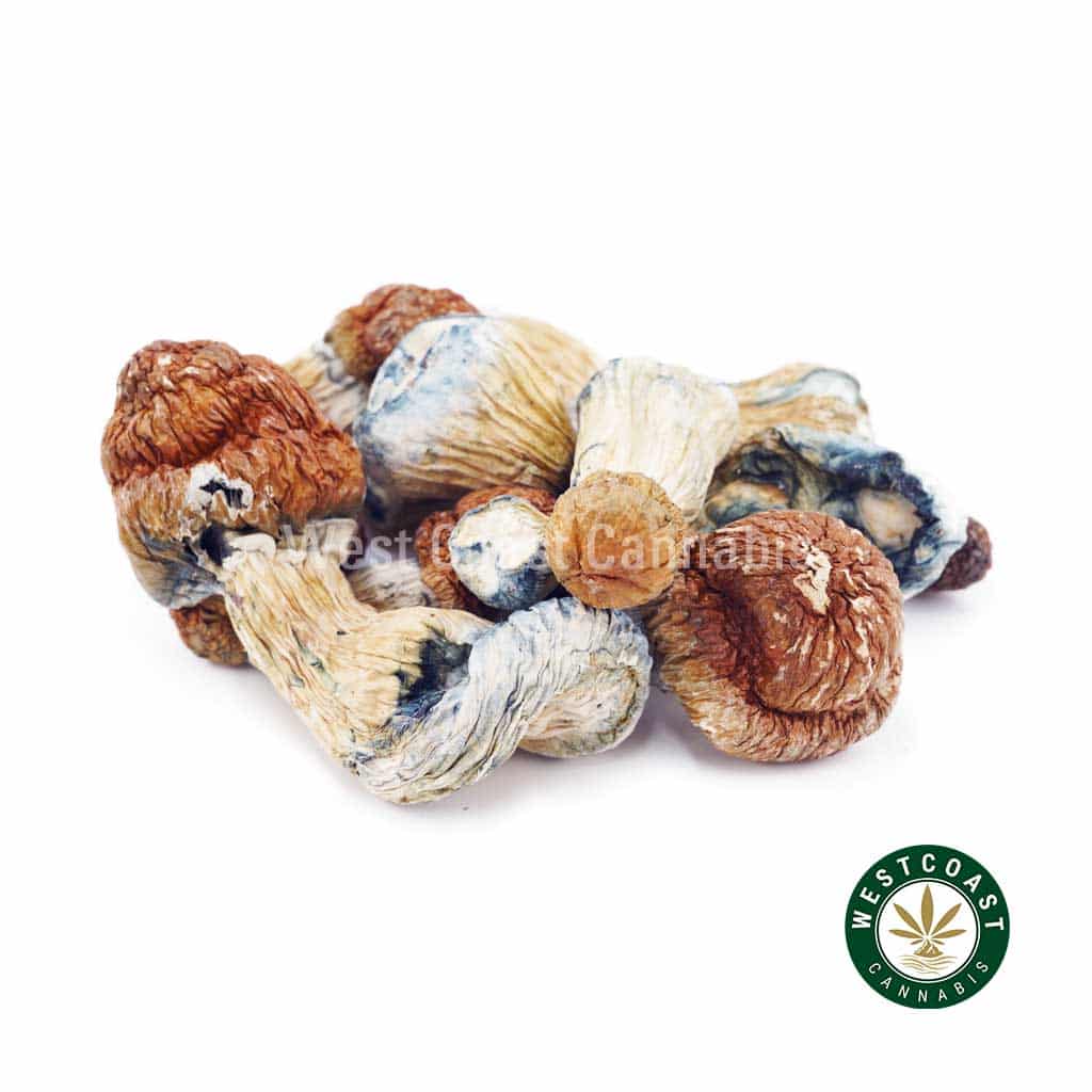 Shrooms – Makilla Gorilla